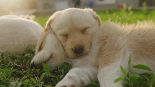 美丽的景色映入眼帘 两只小白狗正在睡觉 躺在绿草上 可爱的小狗 — 图库视频影像