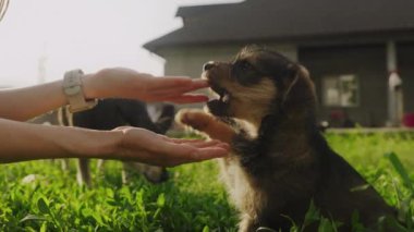 Bahçede sevimli bir köpeği okşayan genç bir kadın. Tatil ve hafta sonu. Sahip ve evcil hayvan ilişkisi ve arkadaşlık.