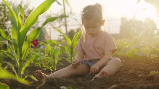 Klein Baby Meisje Spelen Zitten Het Maïsveld Tussen Groene Planten — Stockvideo