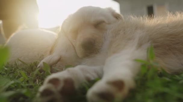 Leuke Huisdier Pups Zomer Tuin Groen Gras Slapen Rustig Nadat — Stockvideo