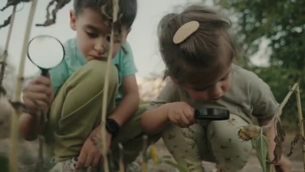 两个小男孩和小女孩看着 透过放大镜检查植物 同时探索草坪的自然和环境 室外的夏日 — 图库视频影像
