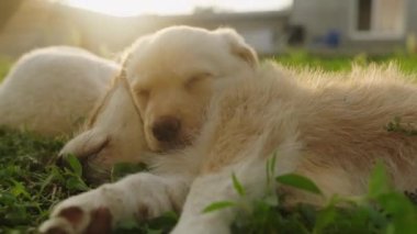İki köpek yavrusu çimenlerde uzanıyor ve güneşli bahçede uyuyor. Dört ayaklı köpek arkadaşlar her zaman sevgiyi paylaşır..