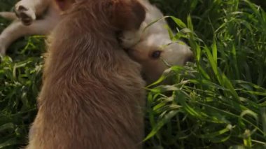 Küçük köpek yavruları kavga ediyor, etrafta koşuşturuyor, yeşil çimlerin üzerindeki yaz parkında oynuyorlar. Neşeli ve sevimli köpek güneşli bahçede oyun saatinde.