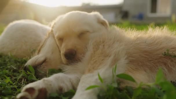 Twee Pups Liggen Gras Slapen Een Zonnige Tuin Vier Benige — Stockvideo