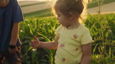 İki kız ve erkek kardeş yeşil tarlalarda mısır tarlasında yürüyorlar. Tarım konseptinde aile işi. Çiftçilerin ailesi.