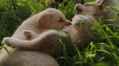 Özgür yavru köpekler yeşil çimlerin üzerinde oynayıp dövüşüyorlar.