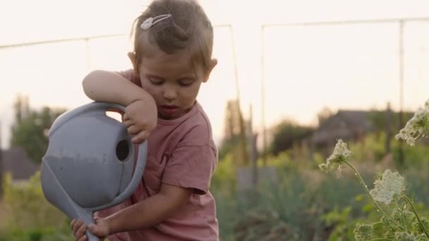 Маленька Брудна Дівчинка Поливає Рослини Водою Органічному Саду Допомагаючи Батькам — стокове відео