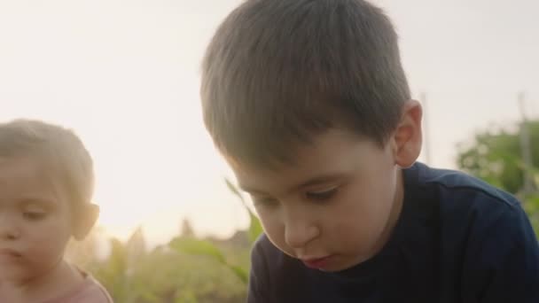 Милий Брат Сестра Відпочивають Кукурудзяному Полі Граючи Разом Літні Канікули — стокове відео