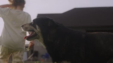 Küçük kız evcil köpeğiyle dışarıda duruyor, oynuyor ve tatilin tadını çıkarıyor..