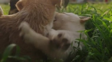 Yavrular bahçede kavga ediyor ve birlikte eğleniyorlar. Yavru köpek, sevimli, sevimli hayvan..