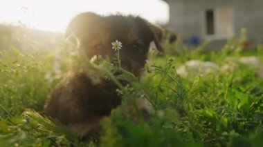 Yeşil çimlerin üzerinde uzanmış çimleri çiğneyen çok tatlı bir köpek yavrusu. Kahverengi şirin köpek yavrusu portresi.