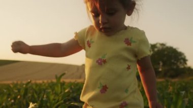 Güneş batarken mısır tarlasında yürüyen küçük bir kızın yakın görüntüsü. Yaz akşamı yürüyüşüne çıkmış bir çocuk..
