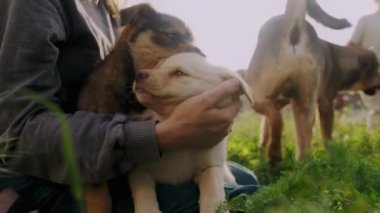 Kadınlar bahçede, arka bahçede yavru köpekleri okşuyor. Yavru köpek ya da köpek melezi.