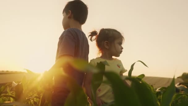 Malé Děti Stojící Zelené Kukuřičné Louce Spolu Hrají Při Západu — Stock video