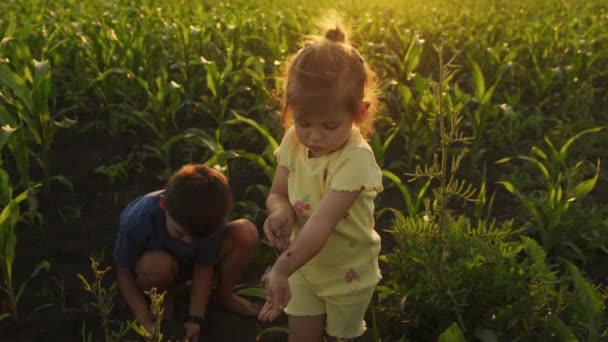 Dvě Malé Děti Spolu Hrají Sondownu Bavit Hrát Spolu Kukuřičném — Stock video
