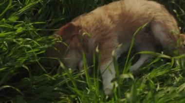 Yaz günü yeşil çimlerde oynayan sevimli komik köpek yavrusu. Şirin köpek ve iyi bir arkadaş..