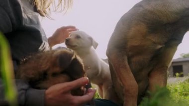 Sahiplerinin elleri dışarıda köpeğini nazikçe okşuyor. Hayvanlara duyulan sevgi. Köpek sahibinin okşamalarıyla rahatlar.