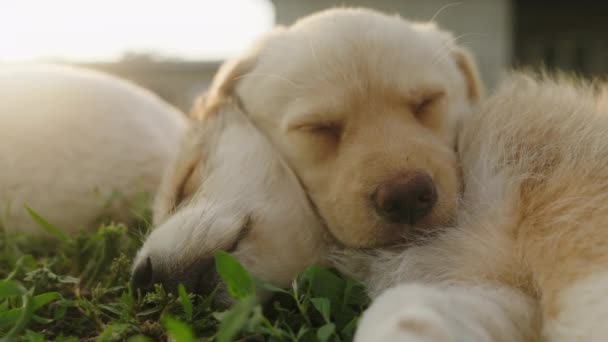 Twee Kleine Puppy Slapen Een Groene Tuin Vrienden Samen — Stockvideo