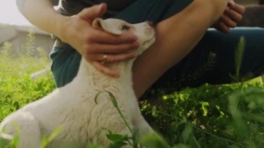 Kadın elleri, yaz otlağında sıcak gün batımında sevimli tüylü köpek yavrusunu okşuyor. Sadık arkadaş, evlat edinme kavramı.
