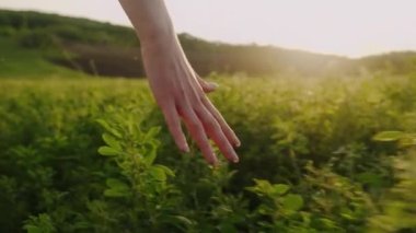 Yaz yürüyüşü sırasında kadınların elleri çimenlerin dikenlerine değiyor. Ormanda yürü, parmaklar çimlere değsin.