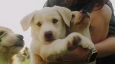 Sevgi dolu sahibinin kollarında sevimli yavrular. Yetişkin bir kadınla komik suratlı sevimli bir köpek. Kapat, boşluğu kopyala.