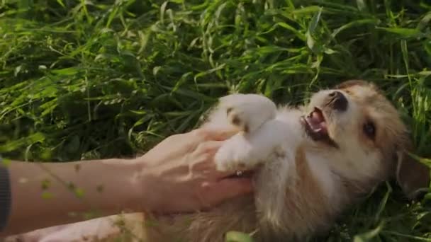 Kadının Eli Teriyer Köpeğinin Karnına Dokundu Okşadı Yeşil Çimlerin Üzerinde — Stok video