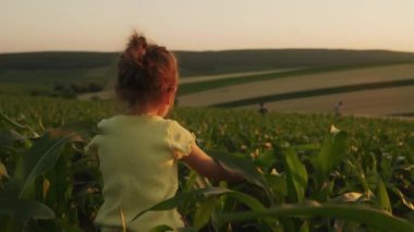 Esmer saçlı küçük bir kızın mısır tarlasında yürüdüğünü gördüm. Küçük çocuk Meadow 'da vakit geçiriyor. Kapat.