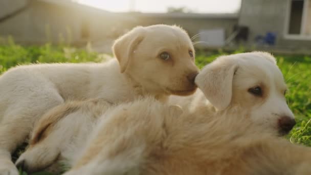 Kleine Puppy Zitten Het Groene Gras Tuin Voor Elkaar Zorgen — Stockvideo