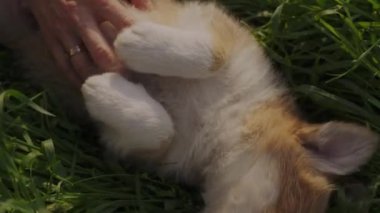 Köpeği okşayan bir kadın, yeşil çimlerin üzerinde oturuyor. Doğada mutlu bir hayvan. Evcil hayvan.