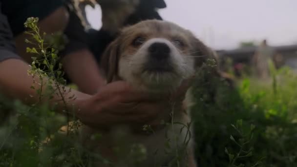 Puppy Hond Wordt Gestreeld Door Zijn Eigenaar Concept Van Vriendschap — Stockvideo