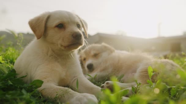 Mooie Witte Schattige Kruising Puppy Honden Houden Rust Ontspannen Tuin — Stockvideo