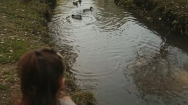 Küçük bir kız soğuk bir sonbahar gününde ormanda ördekleri besliyor. Açık havada iyi eğlenceler.