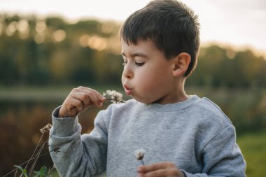 Parkta yakışıklı bir çocuk sonbahar vakti karahindiba üflüyor. Tarlada bir çocuk karahindiba ile oynuyor..