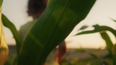 Sarı t-shirt giyen küçük bir kızın mısır tarlasında yürümesi. Küçük kız mısıra bakıyor. Yazın ekin..