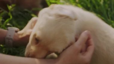 İnsan eli, sevgi ve dostluğun göstergesi olarak bir köpeğin kafasını okşuyor. Evcil hayvan sevgisi. Arkadaşlık destek ekibi konsepti