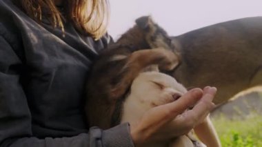 Mutlu ev sahibi kadın köpek yavrusunu kucaklıyor, okşuyor yazın güneşli akşamında dışarıda Jack 'i. Çekici bir kadın bahçede çalışırken mola veriyor..