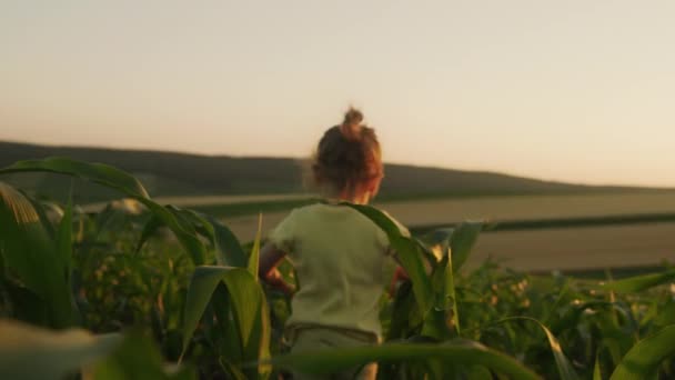 Visão Traseira Uma Menina Três Anos Brincando Campo Milho Andando — Vídeo de Stock