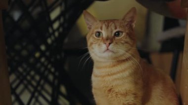 Kameraya şaşkın ya da şaşırmış gibi bakan komik kızıl kısa boylu kedi. Hayvanların bakımı. Bir kedi ve bir köpek yavrusunun sevgisi ve dostluğu.