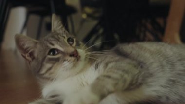 Evde yerde yatan yeşil gözlü bir kedi. Yumuşak, safkan, düz kulaklı, uzun saçlı kedicik. Tapılası evcil hayvan konsepti.
