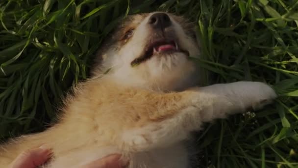 緑の草の上に横たわっている小さなモンデル犬を世話する人間の手 ホームレス動物の保護 — ストック動画