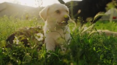 Küçük köpek çiçek bahçesinde mutlu bir şekilde dinleniyor. Ön bahçede boş zamanların tadını çıkarıyorum..