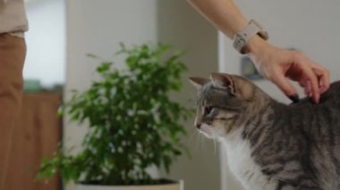 Kadın, koltukta otururken kediyi elleriyle okşuyor..