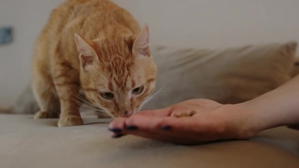 Mulher Mão Alimentando Gato Doméstico Comida Dar Gato Proprietário Alimentando — Vídeo de Stock