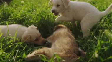 Üç köpek yavrusu birbirleriyle güreşir, biri diğerinin üstüne monte edilir. Dövüş davranışı. Bir aylık..