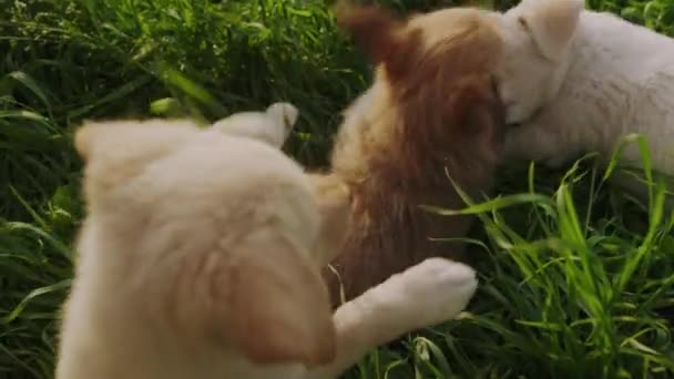 Διασκεδάζοντας Παίζοντας Αγώνα Τρία Κουτάβια Σκυλιά Στο Πράσινο Φόντο Κήπο — Αρχείο Βίντεο