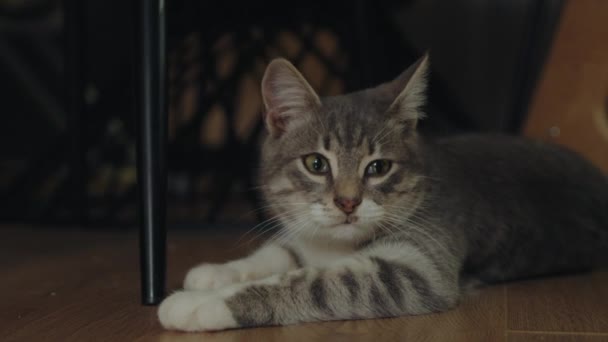 Cute Gray Tabby Cat Sitting Floor Indoors Lovely Pet — Stock Video