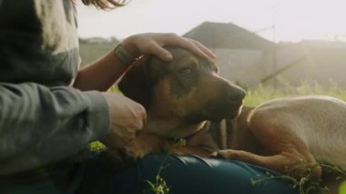 Hayvan sahibi köpeğini sakinleştirmek ve endişeyi durdurmak için fiziksel temas kullanıyor..