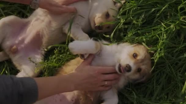 Рука Пестить Собаку Люди Грають Собаками — стокове відео