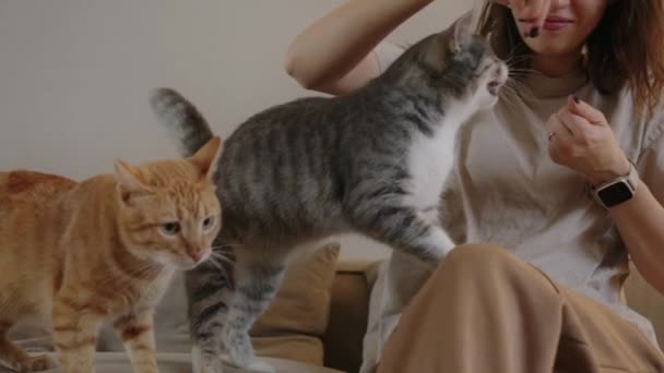 Majitel Mazlíčků Krmí Dvě Kočky Sedícími Doma Gauči Koncept Závisti — Stock video