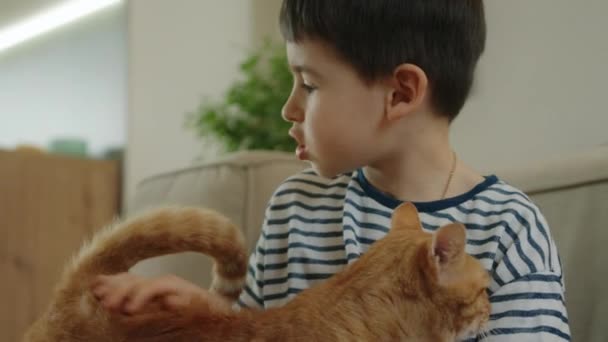 Grappige Kleine Kat Knuffelende Gember Kat Huisdier Kinderen Concept Samen — Stockvideo
